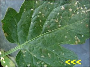 uploads/images/pest/tomato thrips.jpg